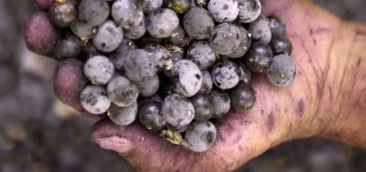 Acai berries, the natural fruit of the Amazon Acai berries, the natural fruit of the Amazon