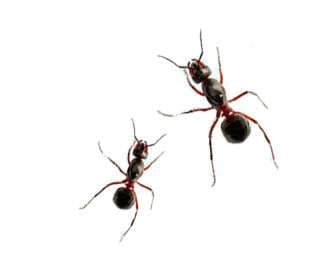 Formic acid: medicinal uses, wart removal formula, beekeeping, and application methods Formic acid ants