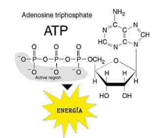 Relationship between adenosine and creatine