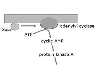 Adenosine function