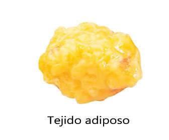 Adipose tissue or fat cells