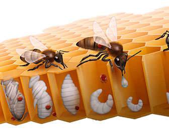 Formic acid: medicinal uses, wart removal formula, beekeeping, and application methods Eliminate varroa in beekeeping with methanoic or formic acid