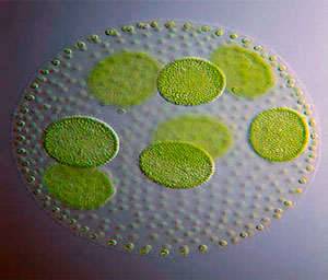 Types of edible sea and freshwater algae Blue seaweeds