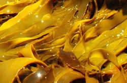 Kelp Algae and iIts properties for a healthy life Brown kelp