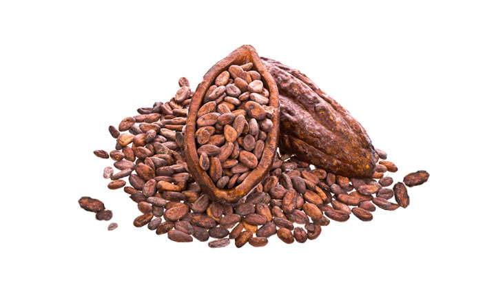 Organic cacao seeds, roasted and fresh, benefits of cocoa Cocoa seed properties and benefits