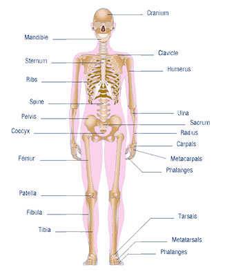 How to have more calcium in bones and where it is found