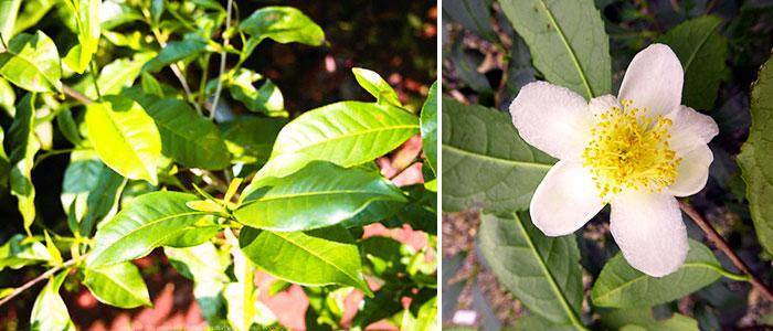 Natural diuretics and foods, loop diuretics, thiazides, and potassium-sparing diuretics Camellia sinensis L or green tea in diuretic infusion