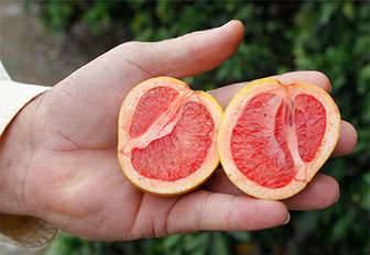 Camu camu with vitamin C, guaranteed properties! Camu camu content and vitamin c