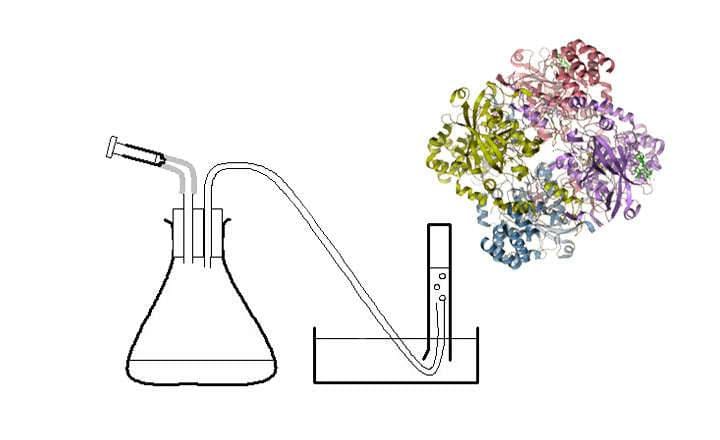 Catalase enzyme