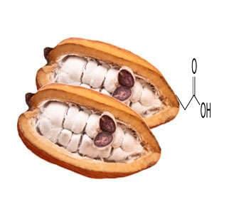 Organic cacao seeds, roasted and fresh, benefits of cocoa Cocoa seed