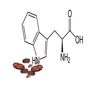Organic cacao seeds, roasted and fresh, benefits of cocoa Cocoa tryptophan content