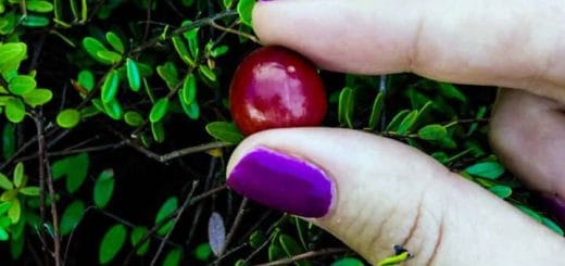 The properties of Cranberry in pills and natural form