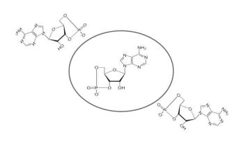 Cyclic adenosine monophosphate structure