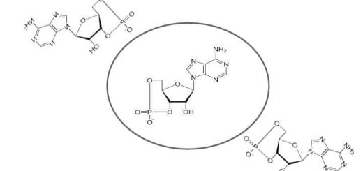 Cyclic adenosine monophosphate, cAMP and its role in metabolism