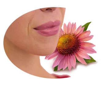Echinacea to cure cold sores