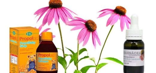 What is Echinacea purpurea and angustifolia used for (babies, colds, defenses, herpes)