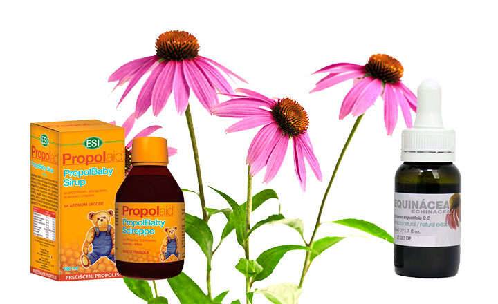 Echinacea for what it is used for