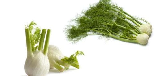 Properties of fennel, contraindications of the bulb, plant and supplement