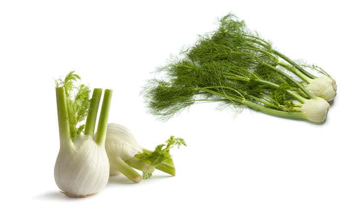 Fresh fennel bulbs with all their properties