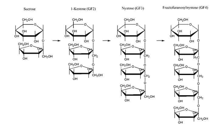 Fructooligosaccharides structure