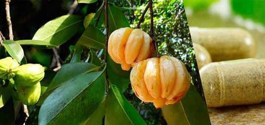 Properties of garcinia cambogia, benefits, and effects Properties of garcinia cambogia, benefits, and effects