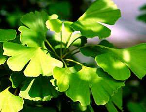 Ginkgo biloba