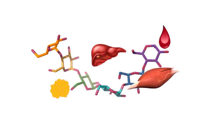 glycogen Muscle and liver glycogen: what it is and its function What glycogen is