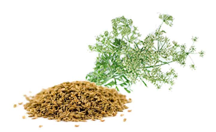 Green anise seeds branch