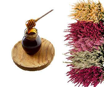Organic heather honey for the throat, medicinal properties and benefits Properties of heather honey