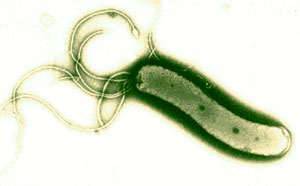 Helicobacter pylori
