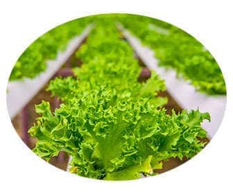hydrogen peroxide What Is Hydrogen Peroxide, Uses, Disinfectant, Food Grade, Agriculture Uses of hydrogen peroxide in agriculture