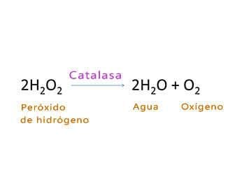 Reaction of hydrogen peroxide with catalase