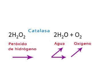 hydrogen peroxide What Is Hydrogen Peroxide, Uses, Disinfectant, Food Grade, Agriculture Catalase enzyme and hydrogen peroxide (chemical structure and degradation)