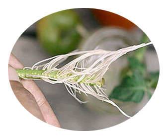 Indole butyric auxin prohibited