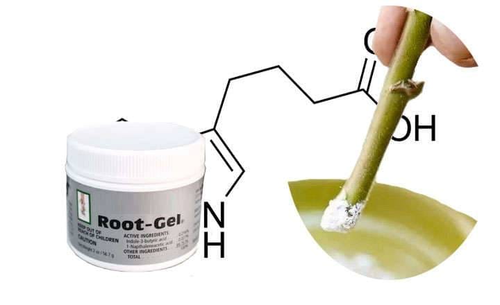 Buy indolebutyric acid
