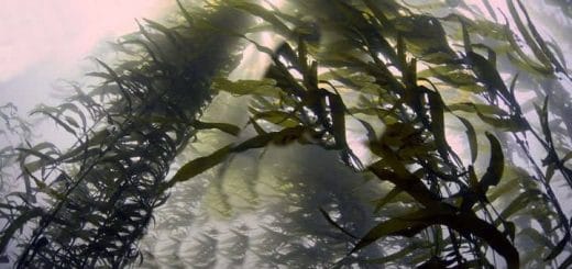 Kelp Algae and iIts properties for a healthy life Kelp Algae and iIts properties for a healthy life