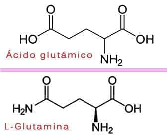 Chemical structure of L-glutamine and glutamic acid
