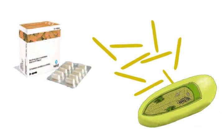 Lactobacillus Which live and natural Lactobacillus to take: capsules, ovules, pharmacy options... Species of Lactobacillus