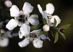 Leptospermum scoparium or manuka flowers