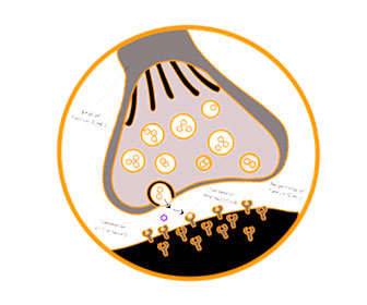 Low serotonin causes
