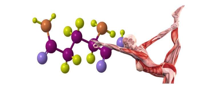 lysine Lysine: Properties, Uses, and Side Effects Function of lysine as an amino acid in the human body