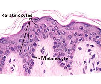 Melanocytes and keratinocytes