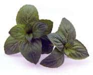 Mint for coconut oil rinse