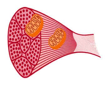 Muscle glycogen