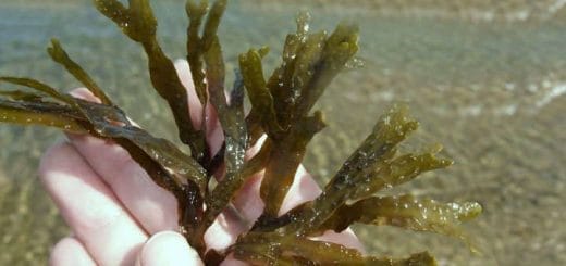 Fucus for quick weight loss and losing weight Fucus for quick weight loss and losing weight