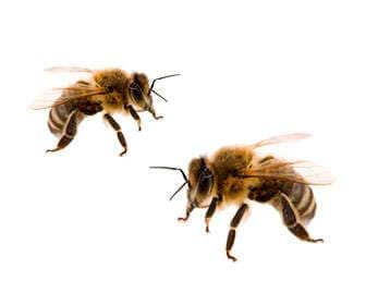 Oxalic acid: uses, formula, food sources, and selling prices Oxalic acid uses in beekeeping and varroa removal
