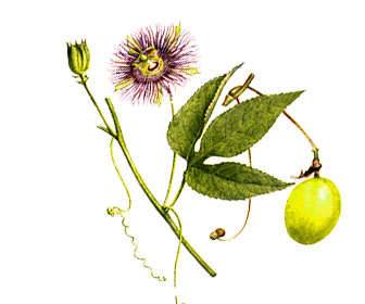 Passiflora incarnata plant, flowers, leaves, and fruit