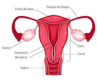 What is progesterone and what is its function in pregnancy