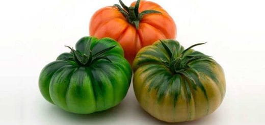 Raf tomato does not make you gain weight by eating it (Properties and Benefits) Raf tomato does not make you gain weight by eating it (Properties and Benefits)