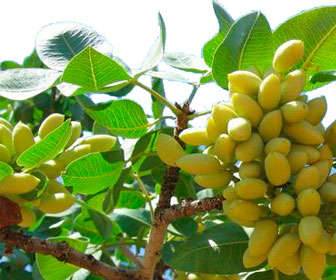Properties of roasted and raw pistachios for health Raw pistachios on the Pistacia vera tree